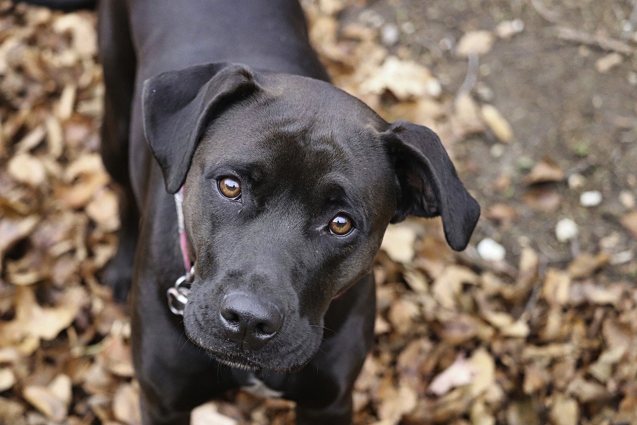 Dog Poop Pickup in Southgate Michigan