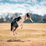 Dog Poop Pickup in Southgate Michigan