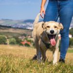 Dog Poop Pickup in Southgate Michigan